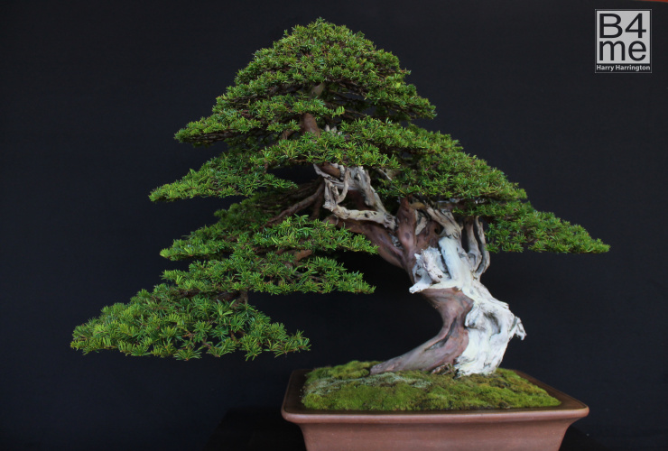 bonsai